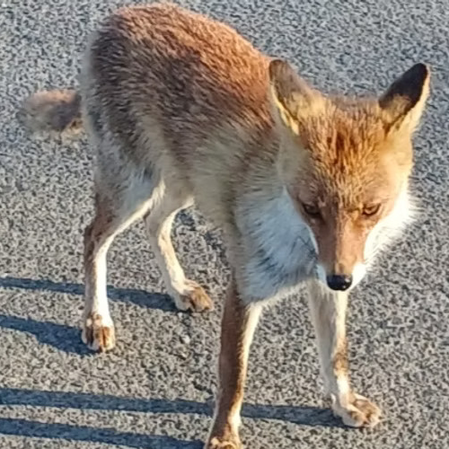 マスコットのコンちゃん