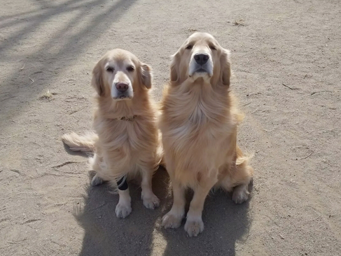 訓練としつけ教室