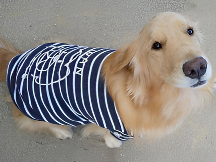 訓練としつけ教室