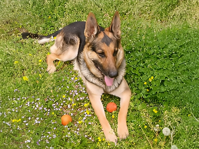 愛犬のしつけのご相談