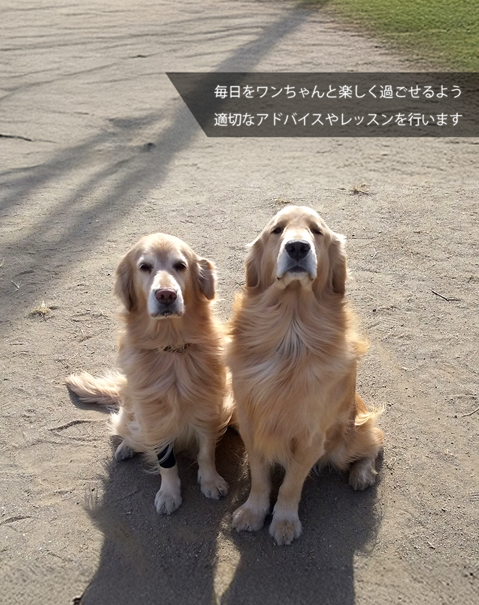 毎日をワンちゃんと楽しく過ごせるよう適切なアドバイスやレッスンを行います